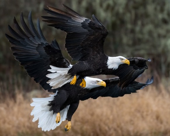 Bald Eagles Photo