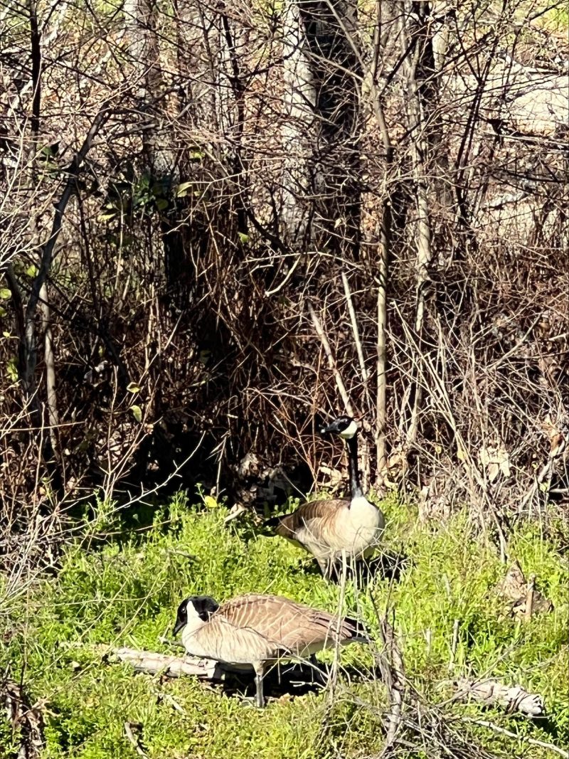 A picture of geese