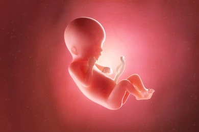 Baby Fetus Image